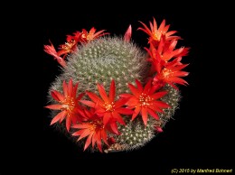 Rebutia spec. J117 154